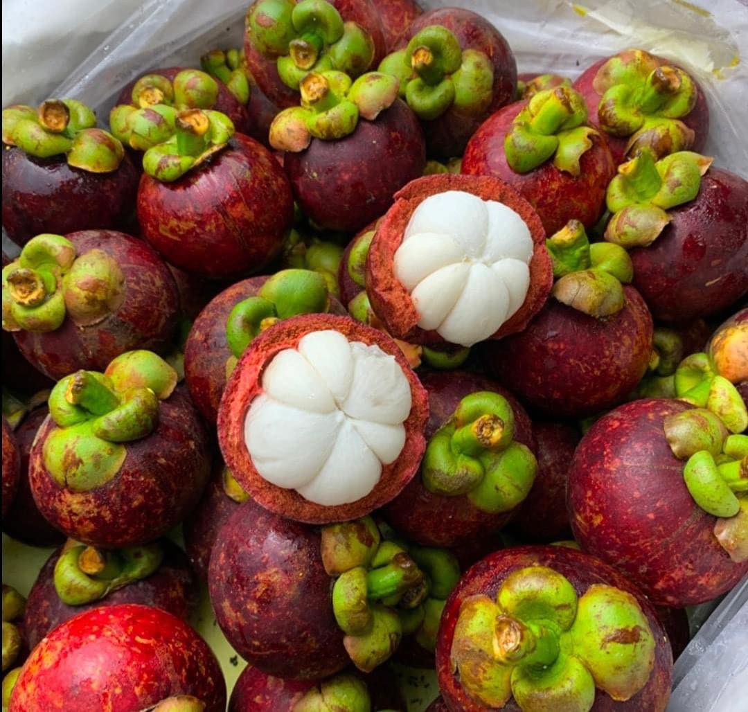 Mangostan