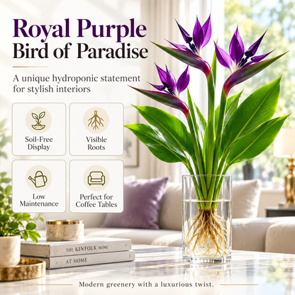 🕊️ Hydroponic Bird of Paradise Starter – Tropical Water-Grown Indoor Plant 💧🌱