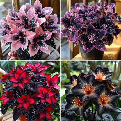 🌟Nocnoniebieska Hosta – wspaniały dodatek do Twojego domu! 🌟