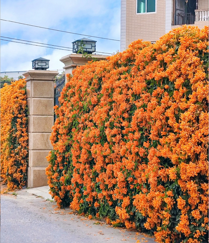 Nasiona kwiatów petardy