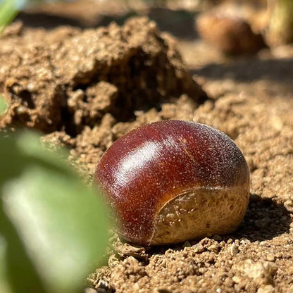 Nasiona kasztanowca karłowatego – słodkie i aromatyczne orzechy