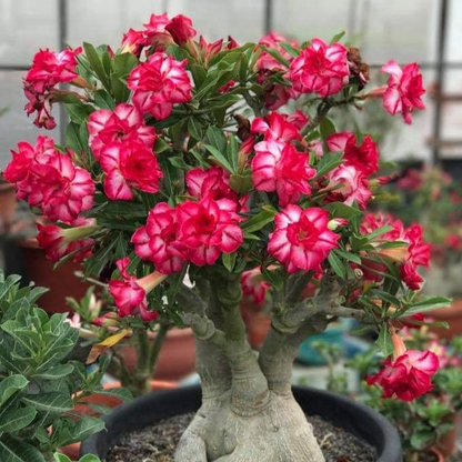 🎁Cebule róży pustynnej🌵Bardzo łatwa pielęgnacja! 🌸Cebule Adenium Obesum