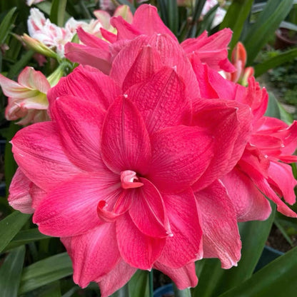 Cebulki amarylisów o podwójnych kwiatach🌼