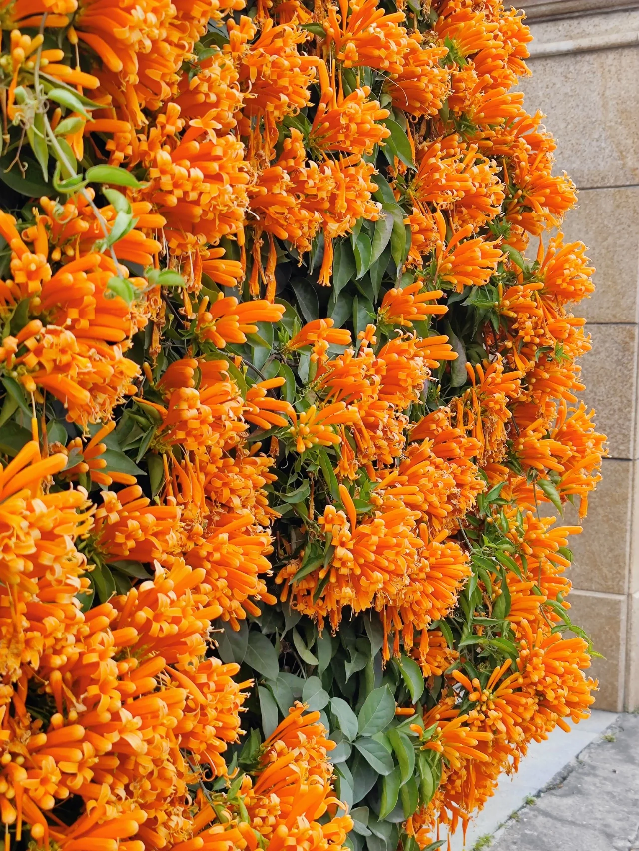 Nasiona kwiatów petardy