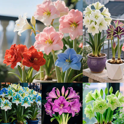 Cebule amarylisów perfumowanych o podwójnych płatkach