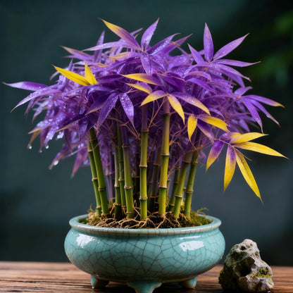 🌿 DreamBamboo — wielokolorowy cyprysik Lucky Bamboo