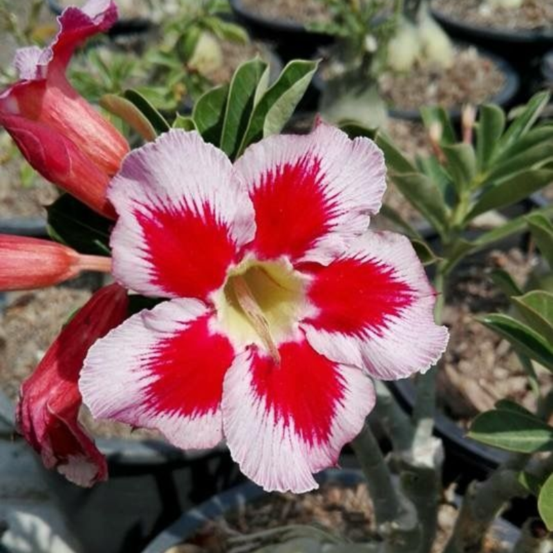 🔥Wyhoduj Królową Pustyni – teraz w obniżonej cenie!🎁 😍Uwielbia kwitnąć, długi okres kwitnienia 🌵 Róża Pustyni