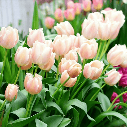 🌷Rzadkie nasiona tulipanów – kolorowe wiosenne kwiaty do doniczek, rabat i ogrodów