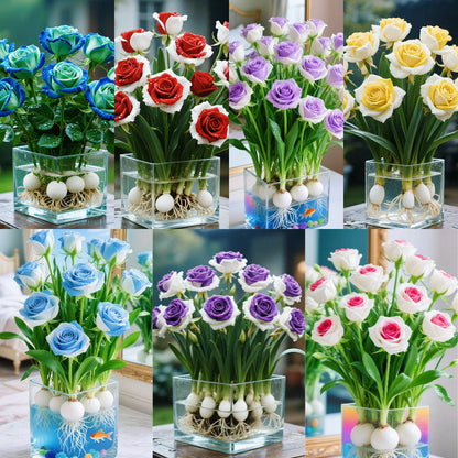 🌈Hydroponiczne, rzadkie, dwukolorowe cebulki róż: kolorowy cud natury 🌹