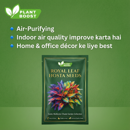 Nasiona hosty Royal Leaf