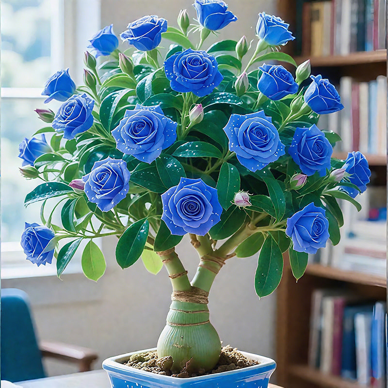 🌵🌺Desert Rose Bulbs