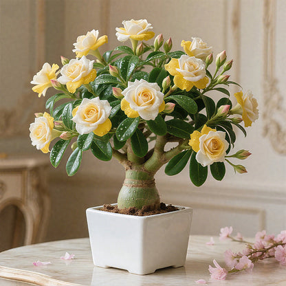 🌵🌺Desert Rose Bulbs