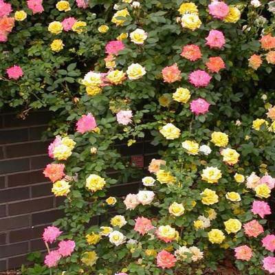 Całoroczne kwitnienie nasiona róż pnących