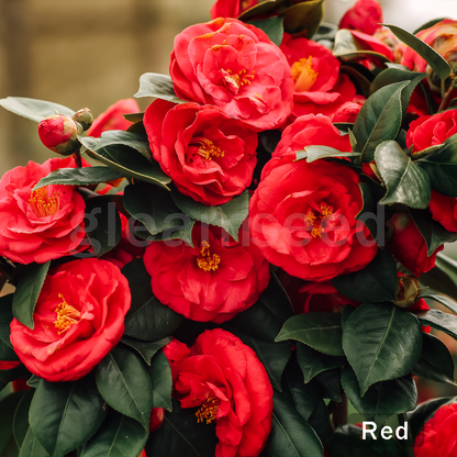 ✨Nasiona kwiatów kamelii – 8 romantycznych kolorów, piękno kwitnącego zimą