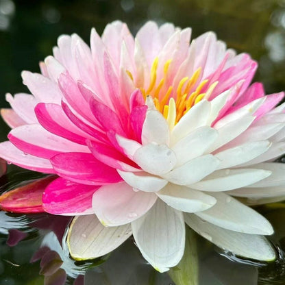 💐Święta misa do bonsai - kwiat lotosu