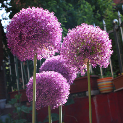 Allium Giganteum Ozdobny kwiat cebulowy