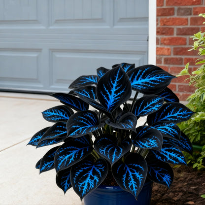 🌈🔥 Limitowana edycja host Rainbow Flame – rzadkie wielokolorowe liście, dostępne wyłącznie w naszym sklepie 🌸