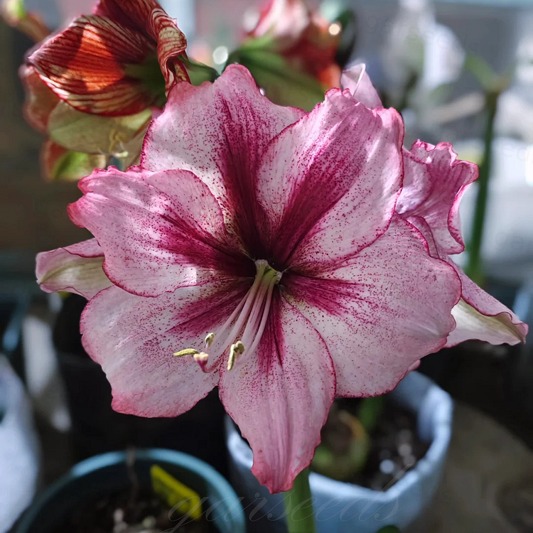 Cebulki amarylisów o podwójnych kwiatach🌼