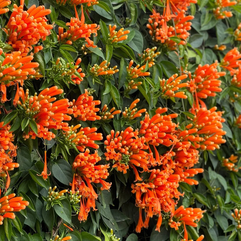 Nasiona kwiatów petardy