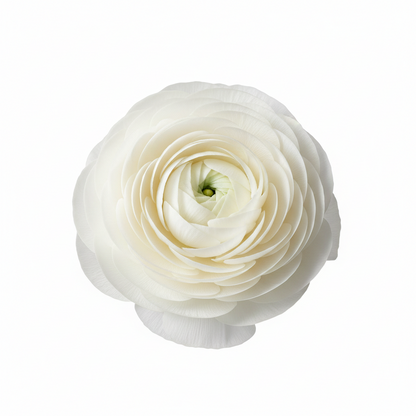 Cebulki kwiatów jaskra – delikatne, eleganckie, niezapomniane 🌸