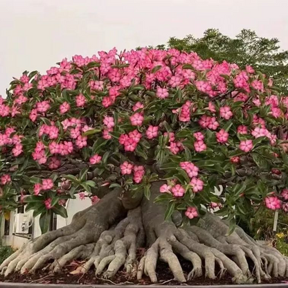 🎁Cebule róży pustynnej🌵Bardzo łatwa pielęgnacja! 🌸Cebule Adenium Obesum