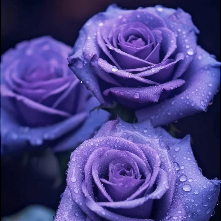 💙NASIONA RÓŻY BLUE ENCHANTRESS✨