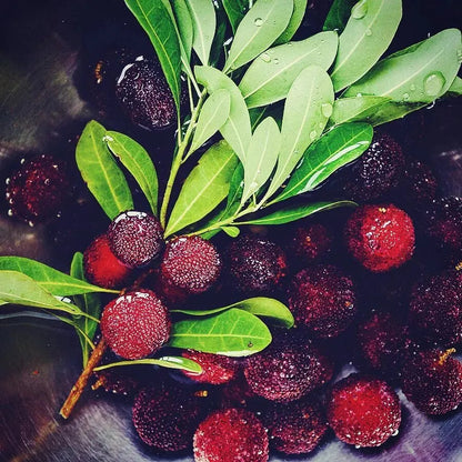 Olbrzymia jagoda laurowa：Wielkość piłeczki do ping-ponga, ⭐Smak połączenia truskawek i wiśni