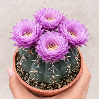 🌵 Poznaj swojego nowego najlepszego przyjaciela – kaktusa Gymnocalycium baldianum! 💕
