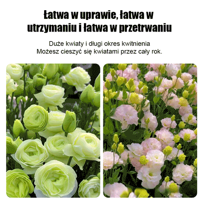 [Kwitnie nawet podczas mroźnej zimy] Nasiona lisianthus najwyższej jakości