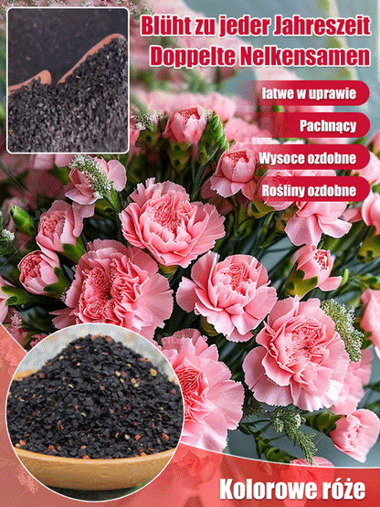 【Kwitnie przez wszystkie sezony】Nasiona goździka pełnego