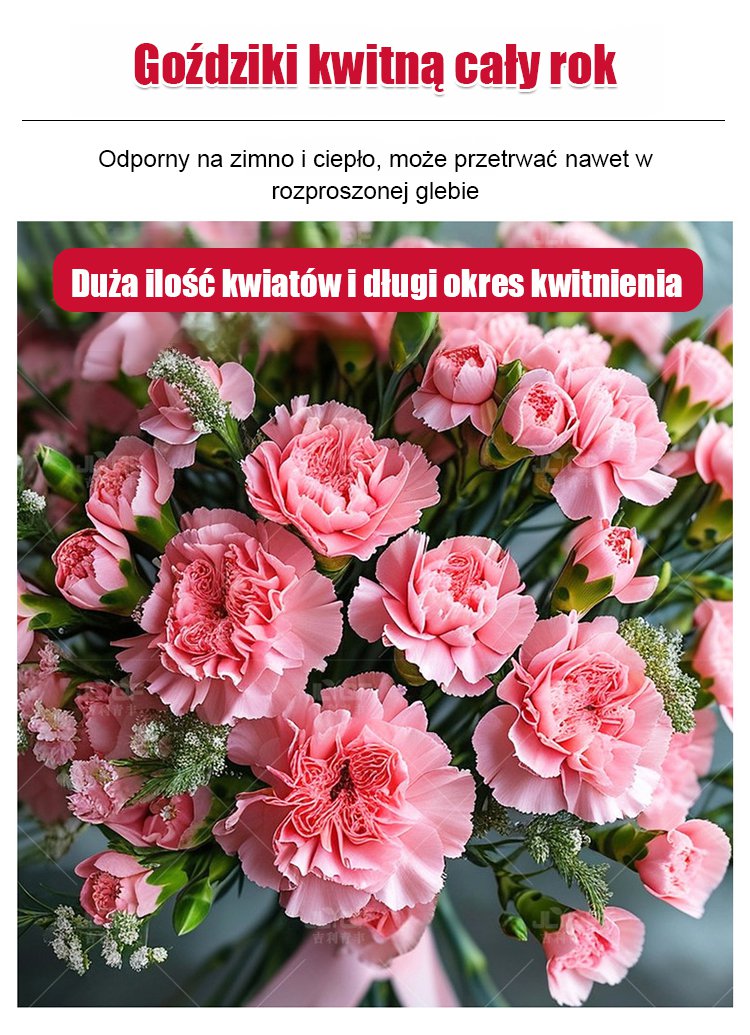 【Kwitnie przez wszystkie sezony】Nasiona goździka pełnego