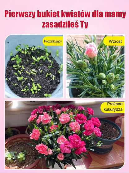 【Kwitnie przez wszystkie sezony】Nasiona goździka pełnego