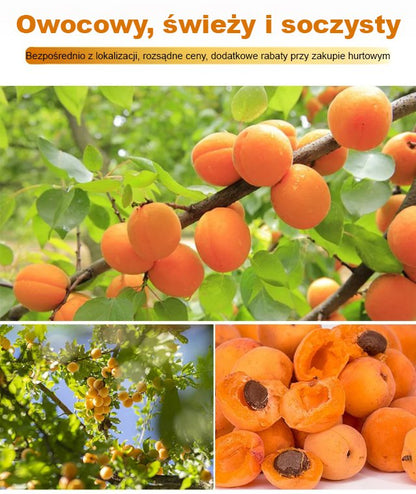 produktywnych nasion drzewa moreli królewskiej