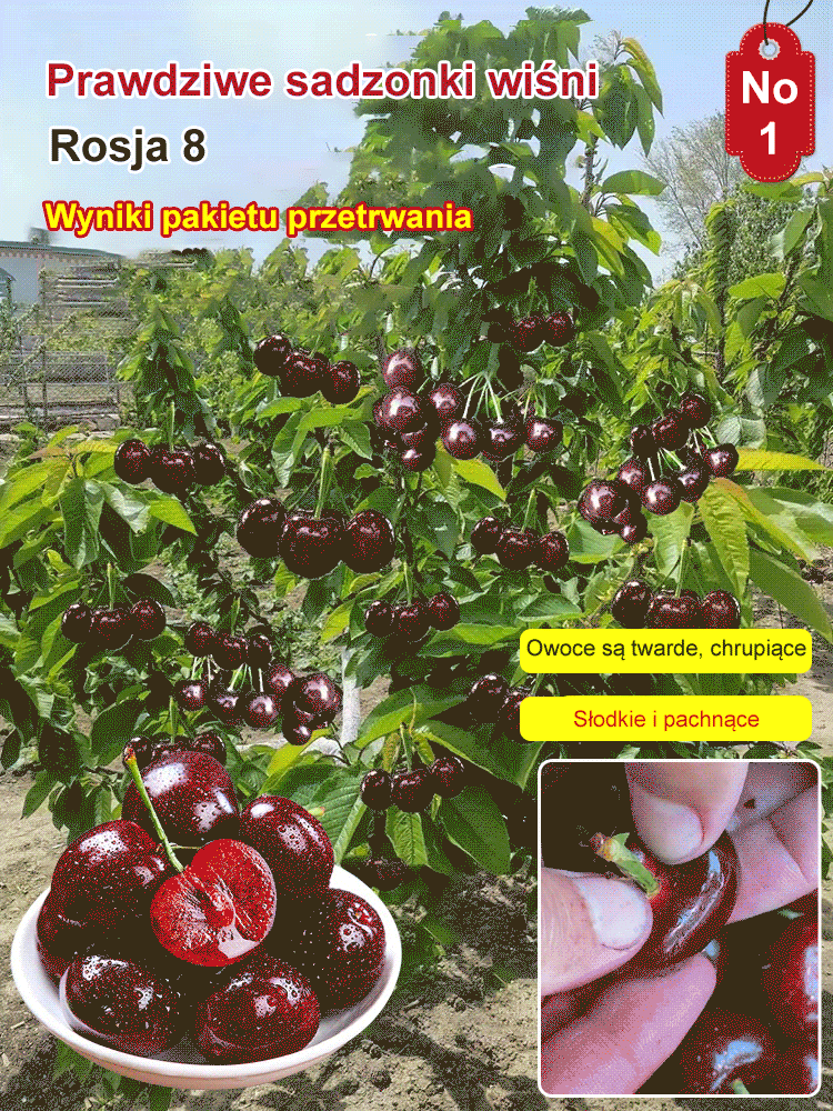 Sadzonka Chelsea Cherry
