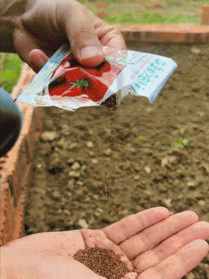Olbrzymie, super słodkie, soczyste pestki truskawek w kremie