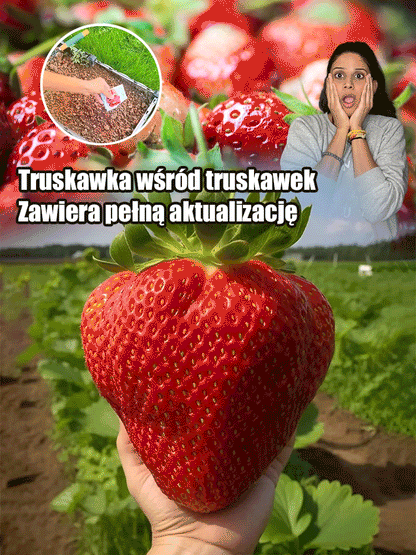 Olbrzymie, super słodkie, soczyste pestki truskawek w kremie