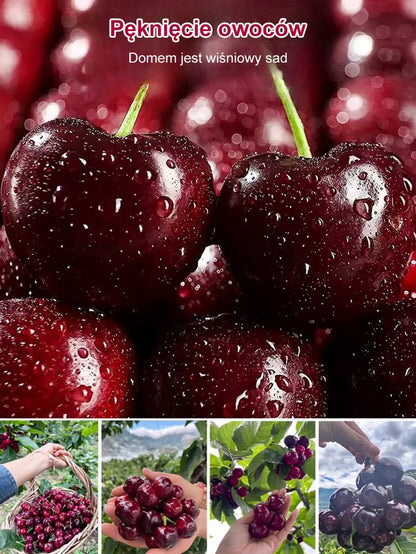 Sadzonka Chelsea Cherry