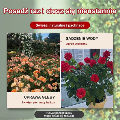 Przynieś miłość i szczęście Tęczowe nasiona róż