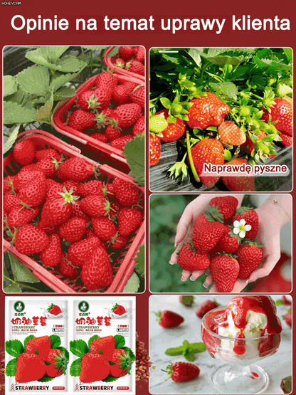 Olbrzymie, super słodkie, soczyste pestki truskawek w kremie