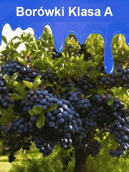 Łatwe w uprawie nasiona borówki o wysokiej wydajności