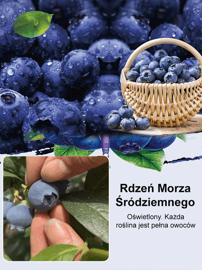 Łatwe w uprawie nasiona borówki o wysokiej wydajności