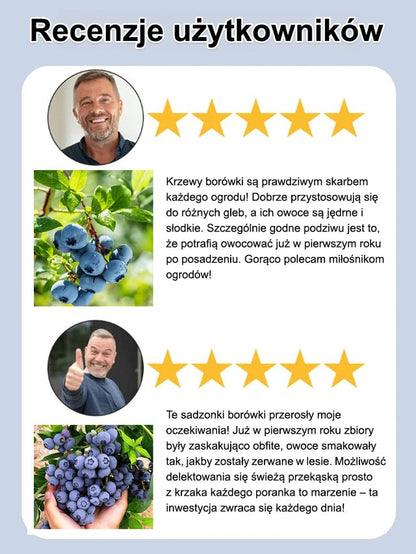 Łatwe w uprawie nasiona borówki o wysokiej wydajności