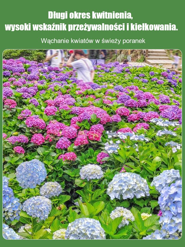 Nasiona hortensji kwitną przez cały rok