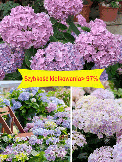 Nasiona hortensji kwitną przez cały rok