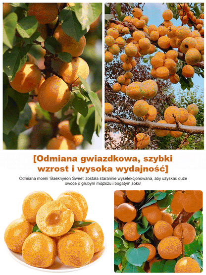 produktywnych nasion drzewa moreli królewskiej