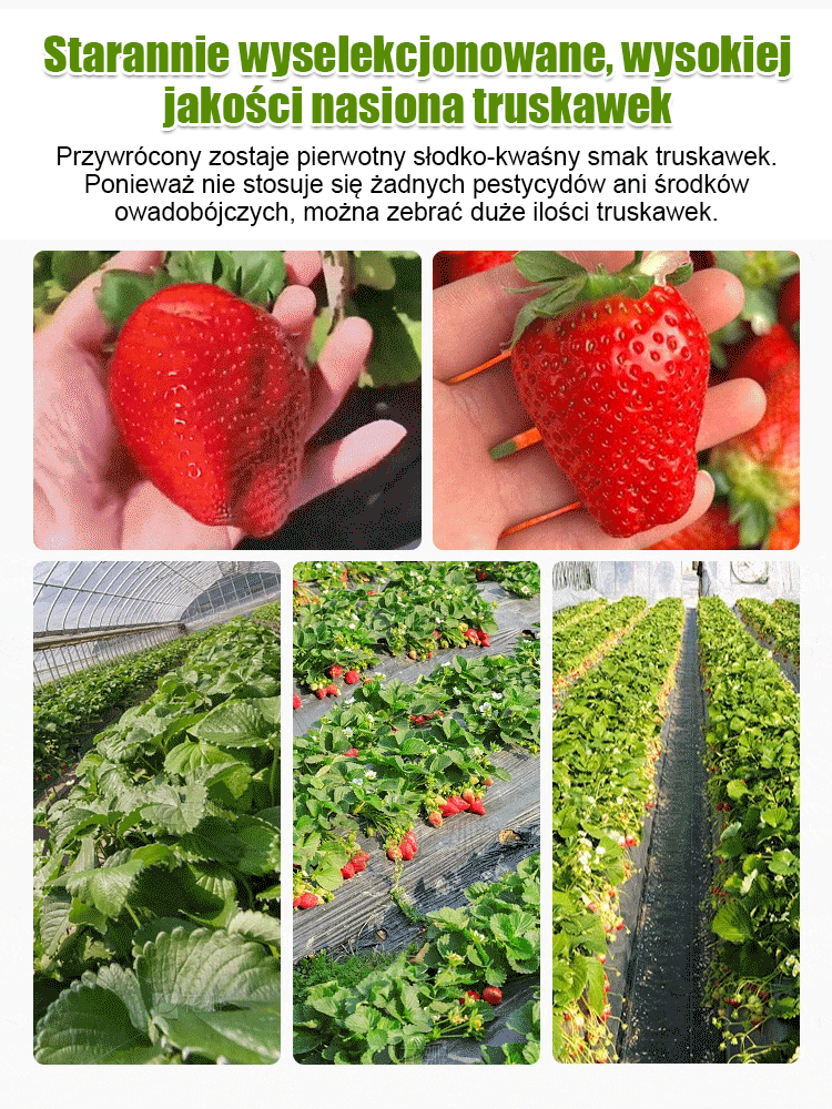 Czterosezonowe nasiona truskawek śmietankowych