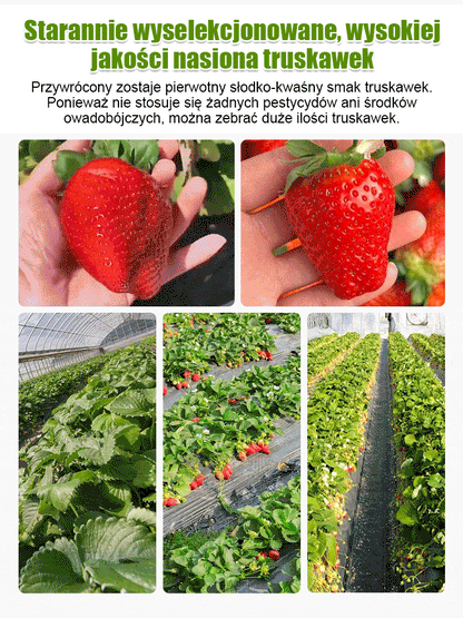 Czterosezonowe nasiona truskawek śmietankowych