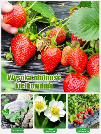 Czterosezonowe nasiona truskawek śmietankowych