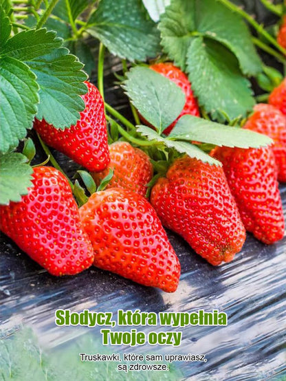 Czterosezonowe nasiona truskawek śmietankowych