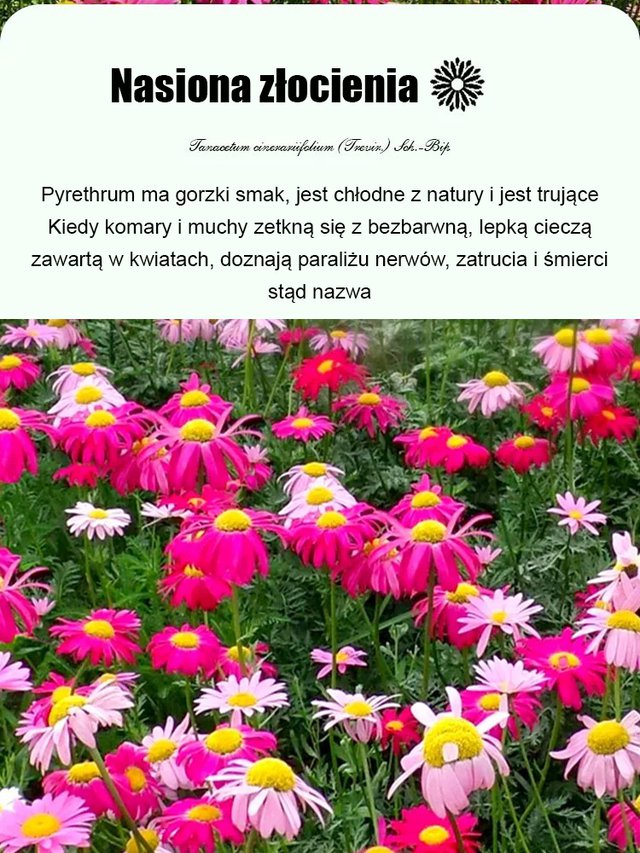 Nasiona złocienia dalmatyńskiego